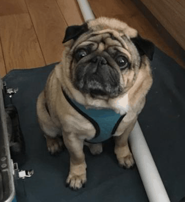 Keep-Pets-Away